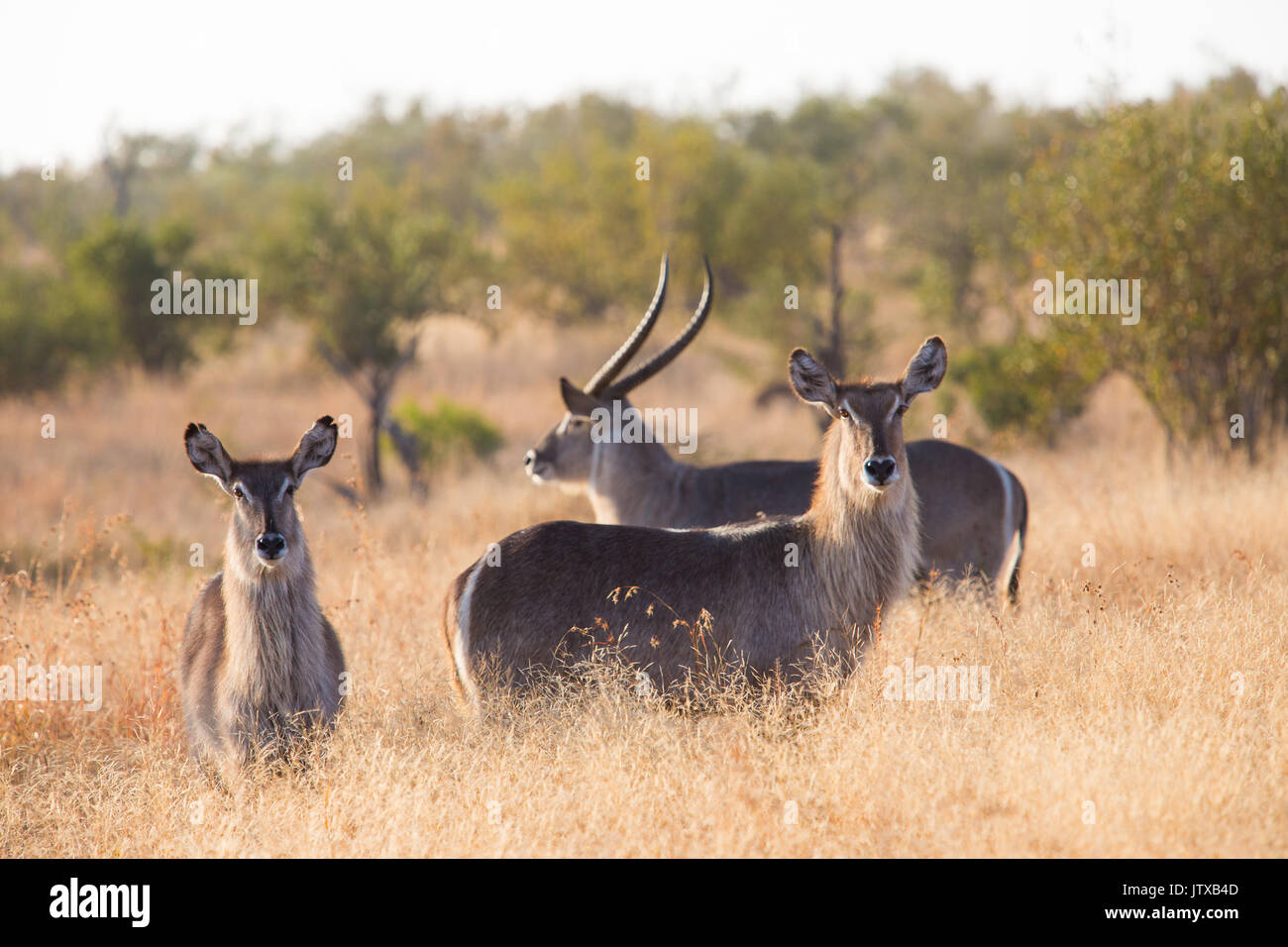 Waterbuck (Kobus ellipsiprymnus) allevamento nella prateria Foto Stock