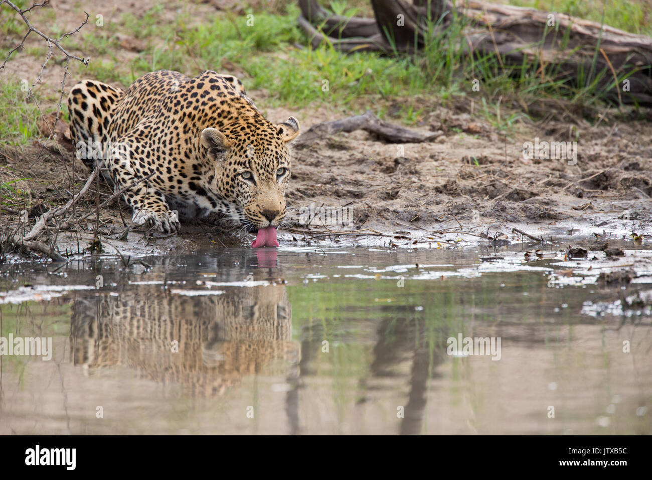 Maschio di leopard (Panthera pardus) bere a waterhole Foto Stock