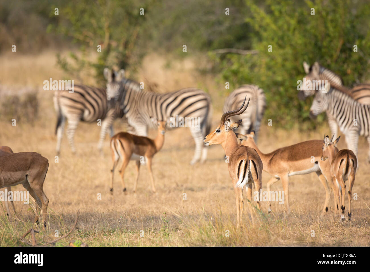 Mandria mista di impala e zebra Foto Stock