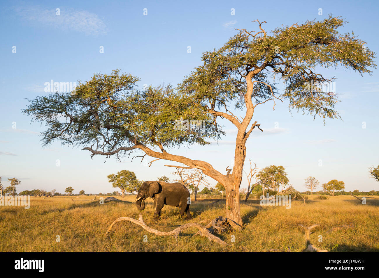 Lone elefante africano (Loxodonta africana) bull alimentazione su i baccelli di un albero camelthorn (Acacia erioloba) su una prateria aperta pianura Foto Stock