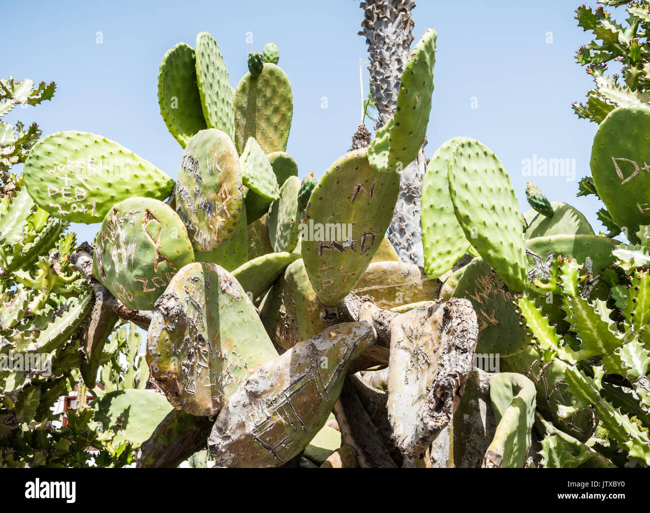 Graffiti su foglie di fico d'India Cactus, Lanzarote, Playa Blanca 2017 Foto Stock