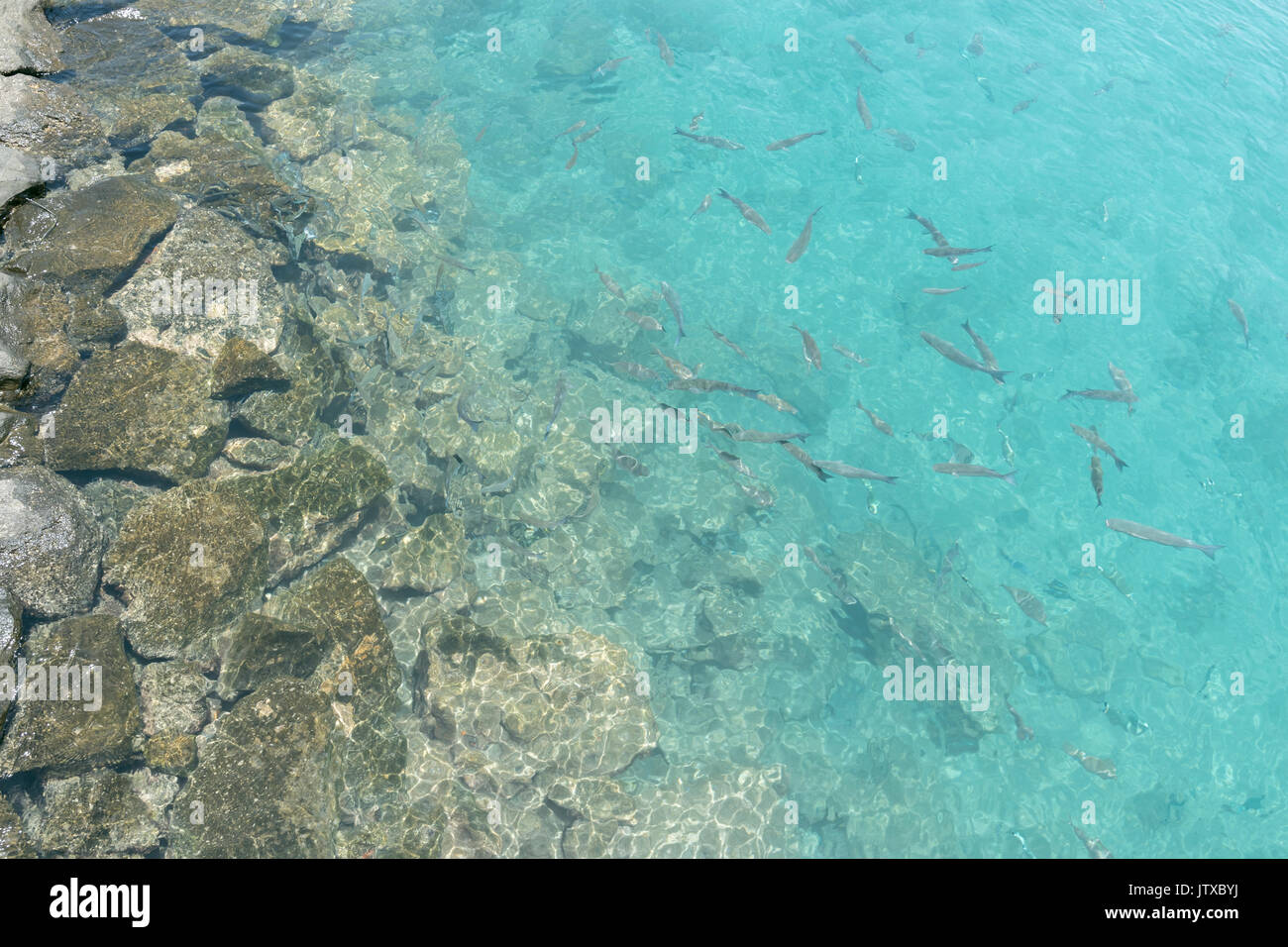 Alta Angolazione del pesce che nuota nel porto di Lanzarote Playa Blanca 2017. Foto Stock