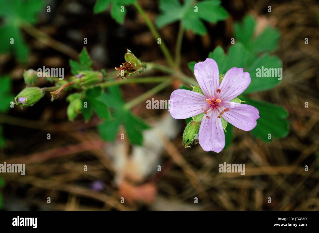 Piccoli fiori viola Foto Stock