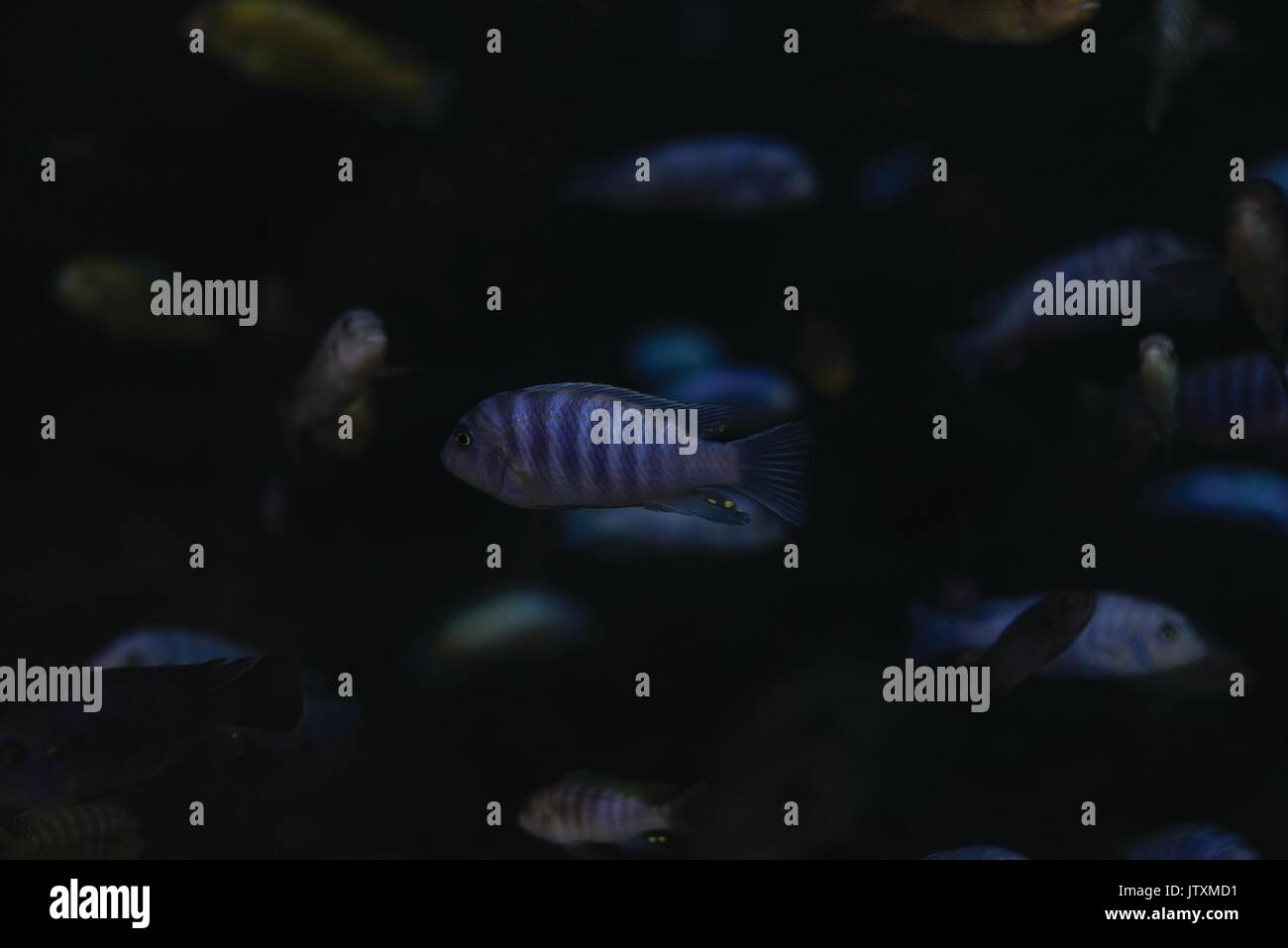 Un piccolo pesce spellato che è nuotare intorno con un oscuro sfondo sfocato con altri pesci intorno a. Foto Stock