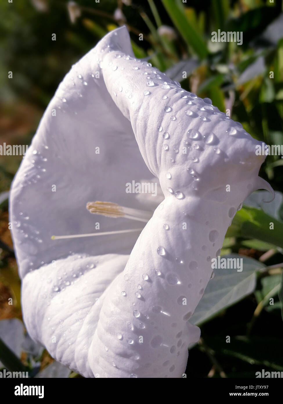 Stramonium Bianco fiore aperto Foto Stock