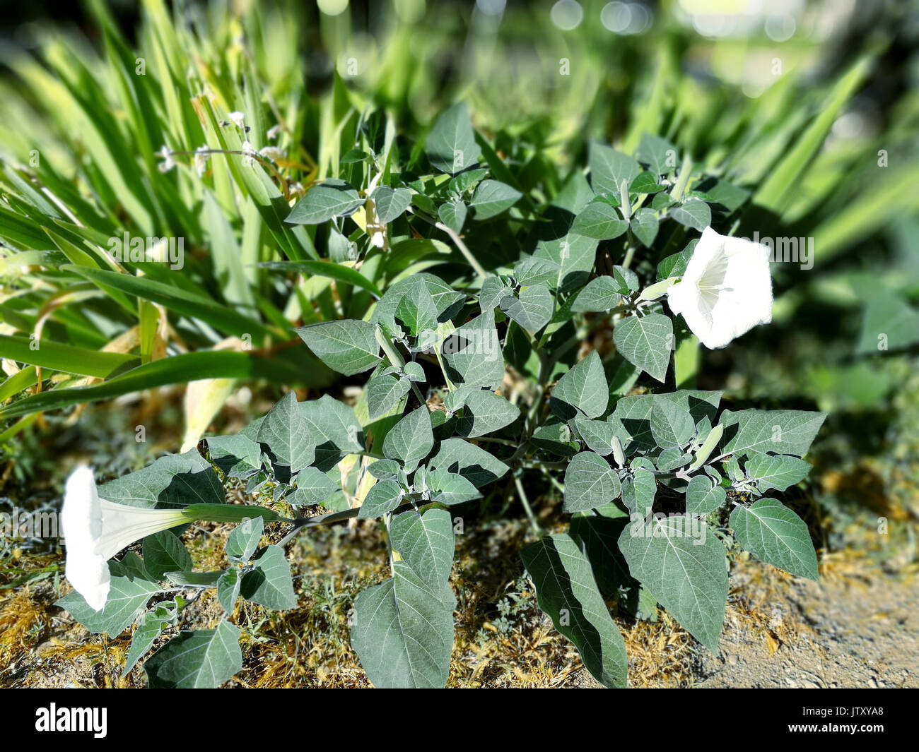 Stramonium Bianco fiore aperto sulla boccola Foto Stock