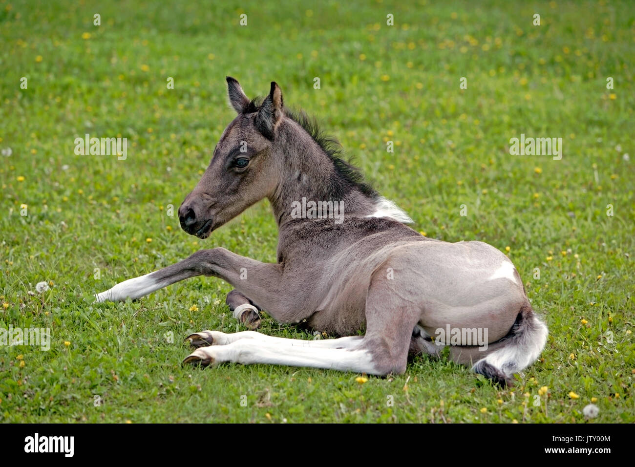 Quarter Horse puledro , poche settimane vecchio, appoggiato nella primavera del prato. Foto Stock