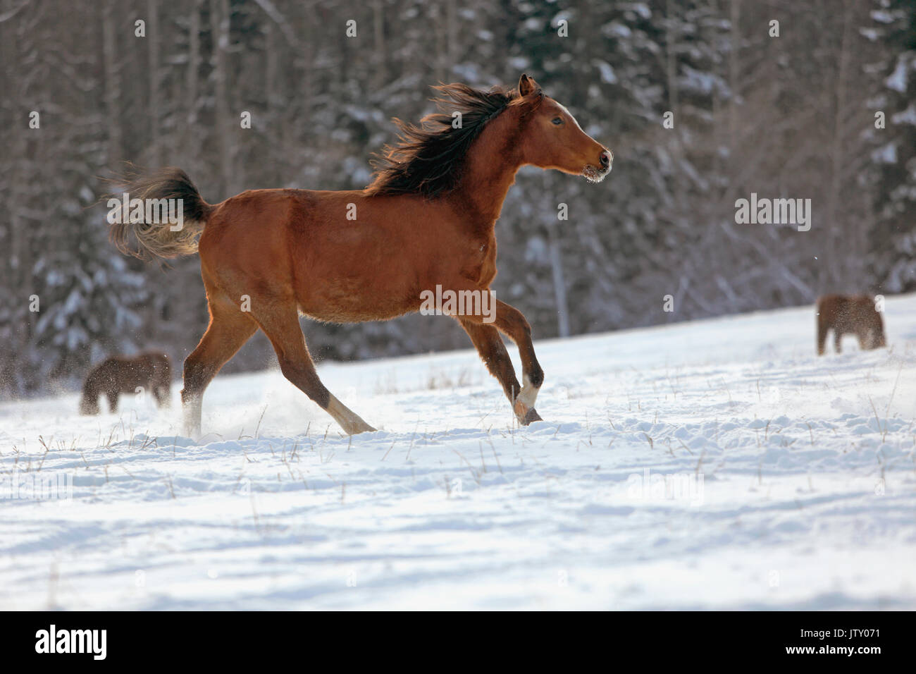 La baia di razza Arabian Horse Running in campo sulla neve fresca Foto Stock