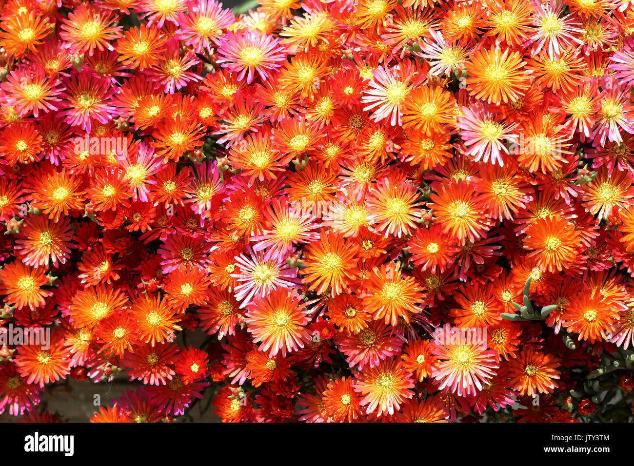 Lampranthus aurantiacus o anche conosciuto come Orange faccia di maiale Foto Stock