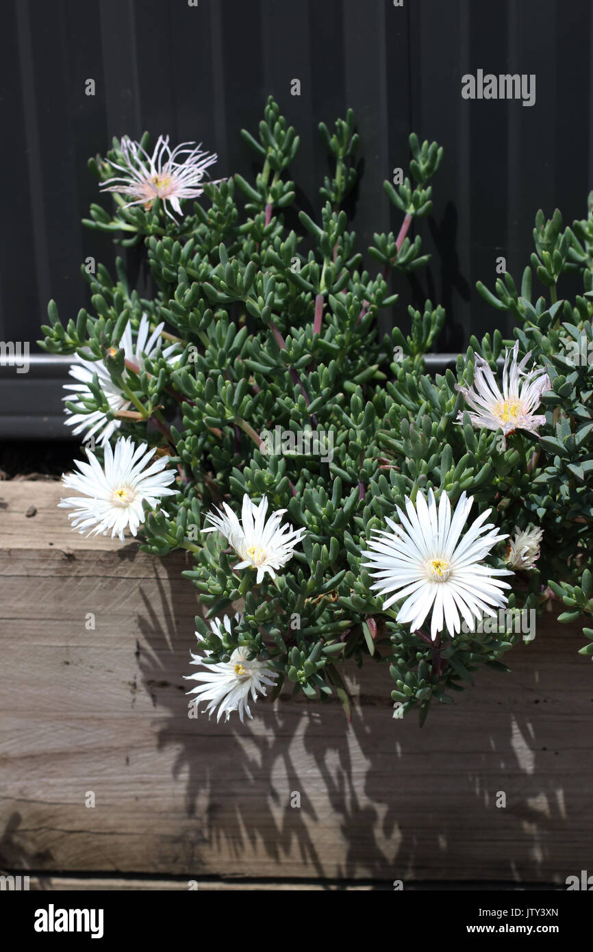 Bianco faccia di maiale fiori o mesembryanthemum , impianto di ghiaccio fiori, livingstone margherite in piena fioritura Foto Stock