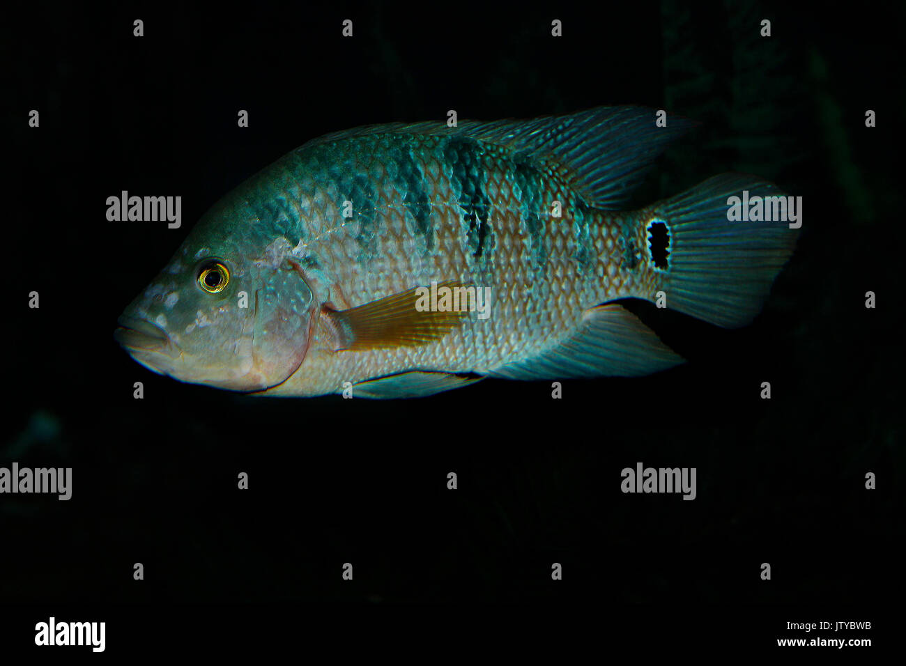 Peacock Cichlid, cichla ocellaris, pesci adulti dal Sud America Foto Stock