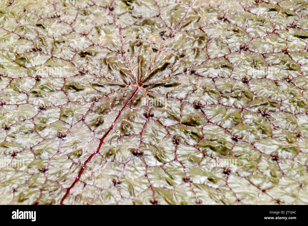 Vista superiore di colore verde pallido foglia testurizzata di acqua liliy Victoria Foto Stock