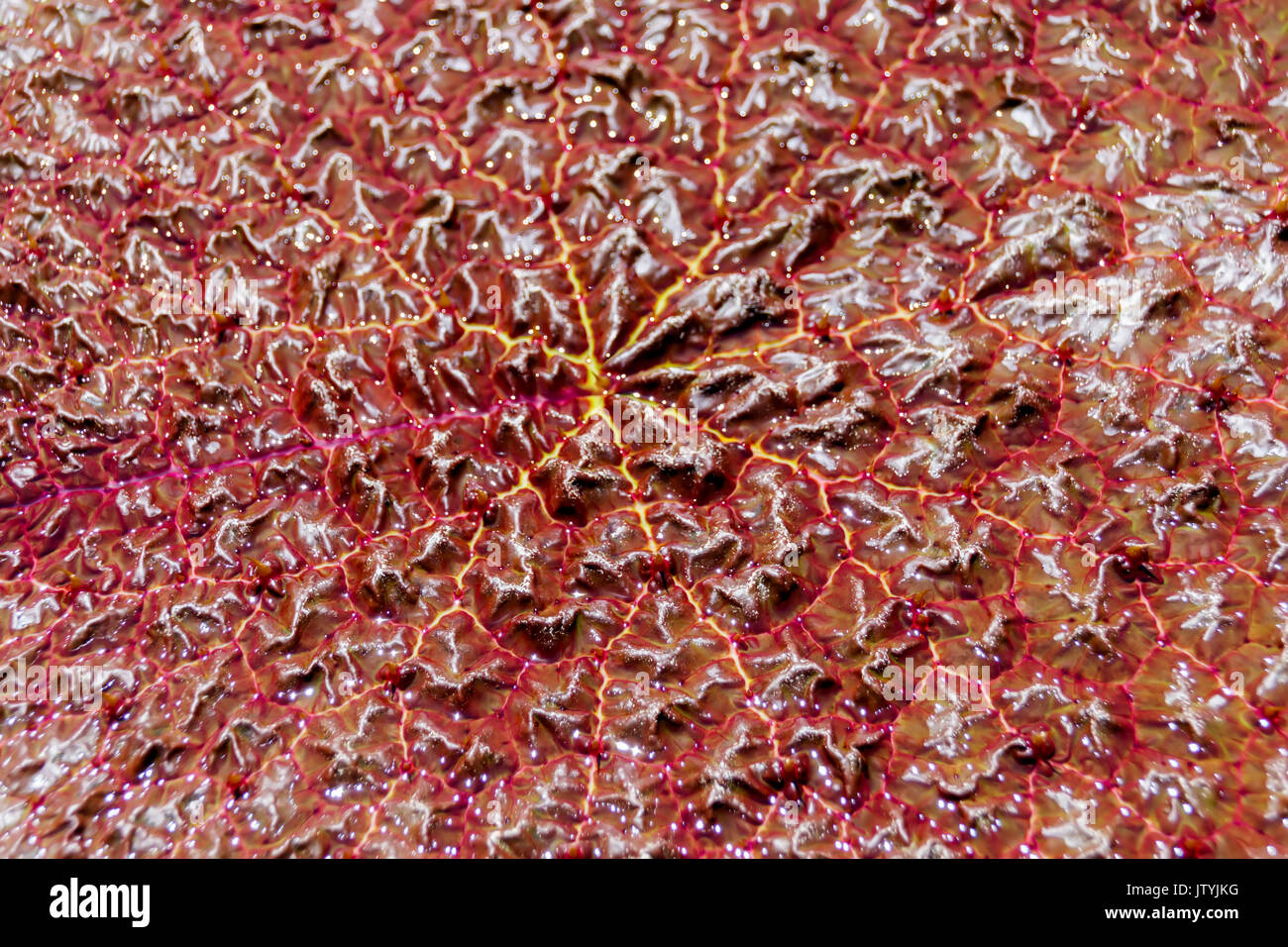 Vista superiore del rosso foglia testurizzata di acqua liliy Victoria Foto Stock