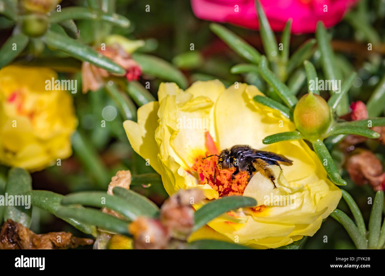 Bee mangiare dal giallo dei fiori di rose moss (Portulaca grandiflora) Foto Stock