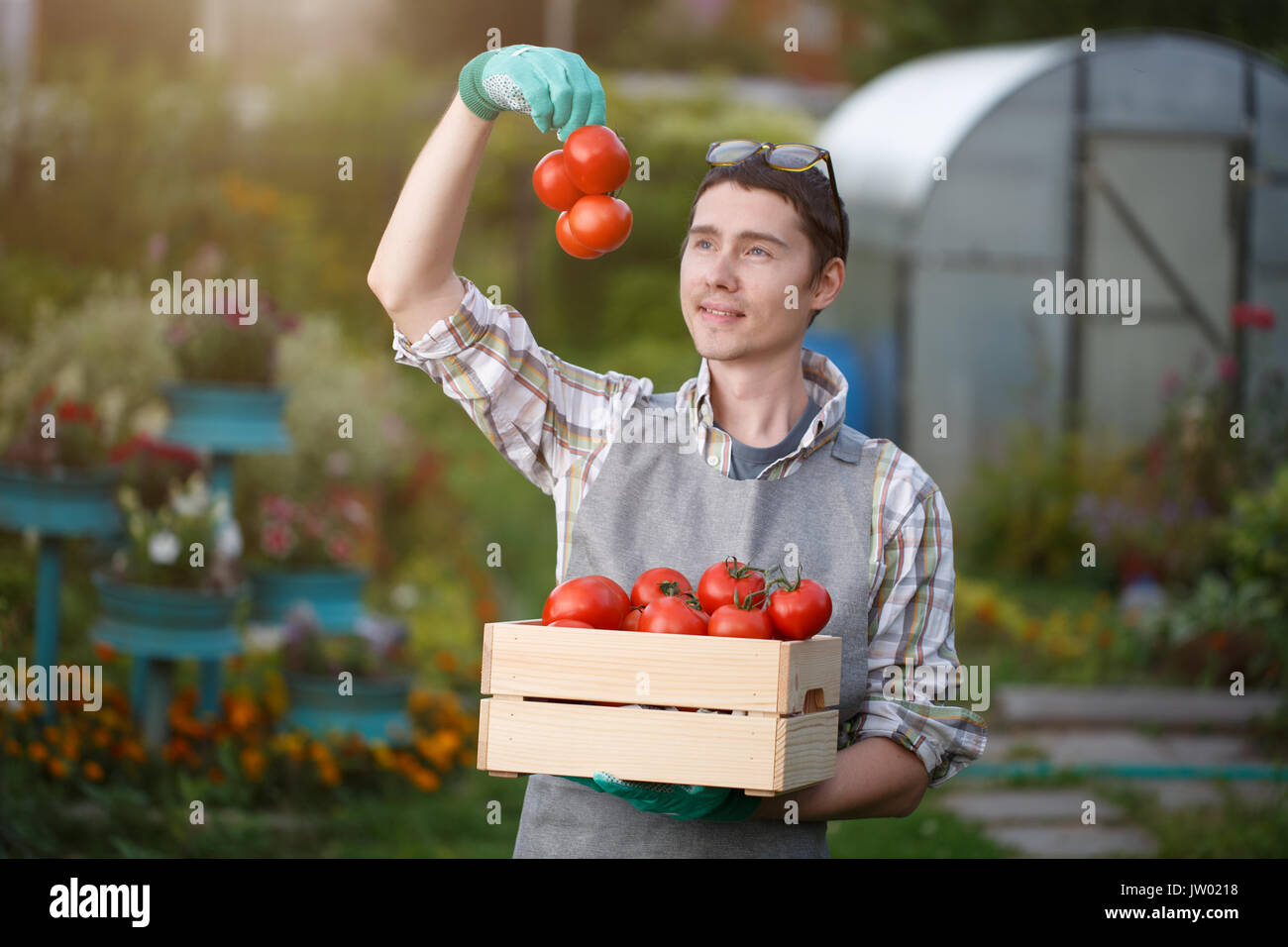 Giovani brunette nei guanti di gomma con scatola di pomodoro su strada durante il giorno Foto Stock
