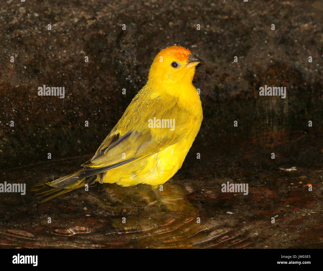 Voce maschile Sud Americana Zafferano finch (Sicalis flaveola) nativo per il più ampio bacino amazzonico. Foto Stock