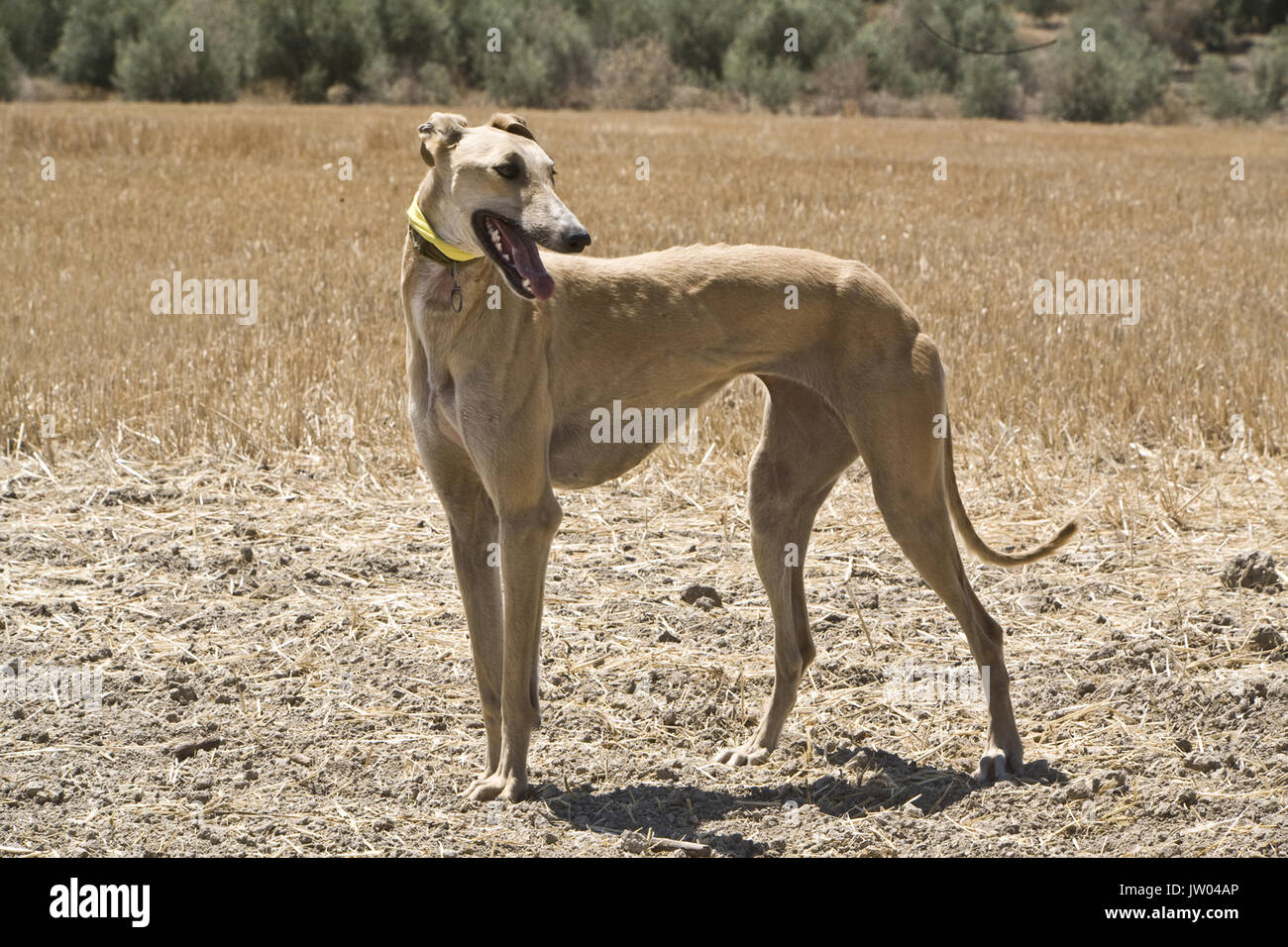 Spagnolo di razza Greyhound, Andalusia, Spagna Foto Stock
