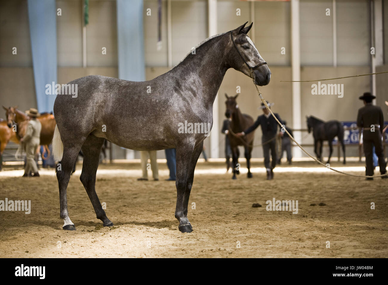La concorrenza per la morfologia della razza di cavalli spagnoli, Baza, Andalusia, Spagna Foto Stock