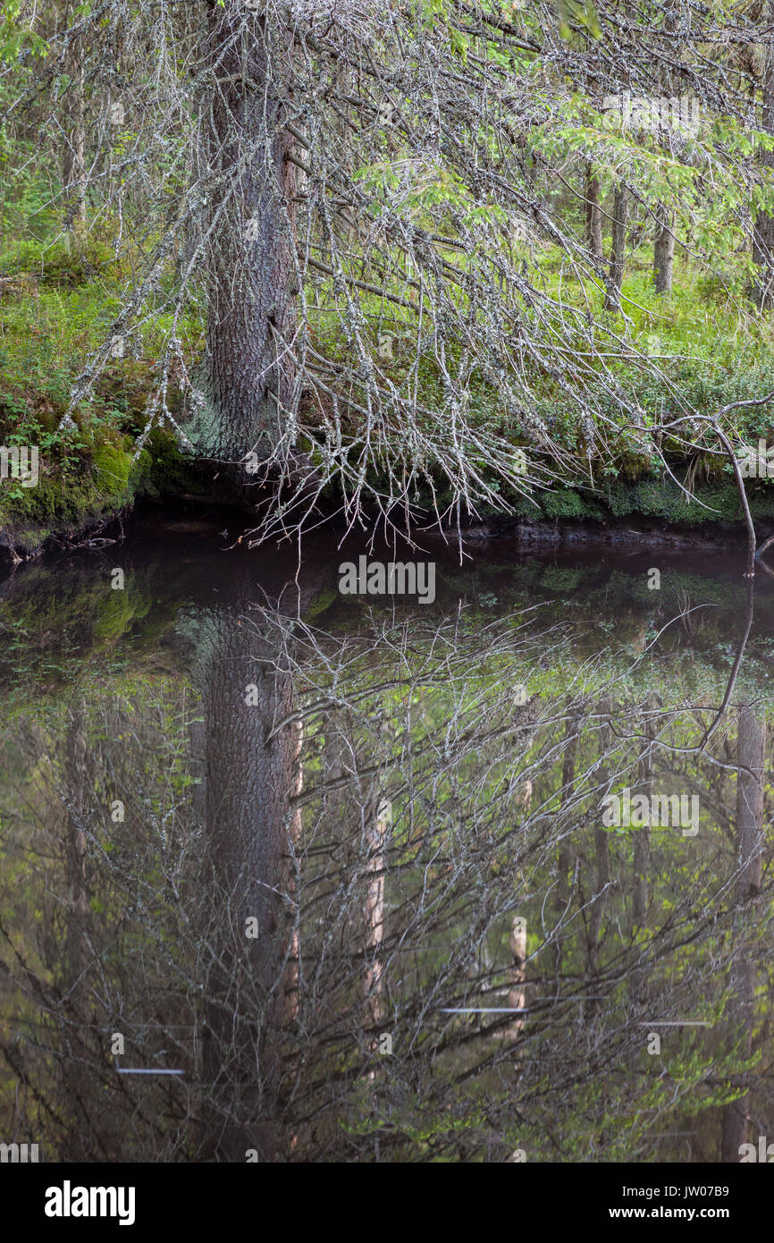 Piccola Foresta pond riflesso perfetto della Finlandia Foto Stock