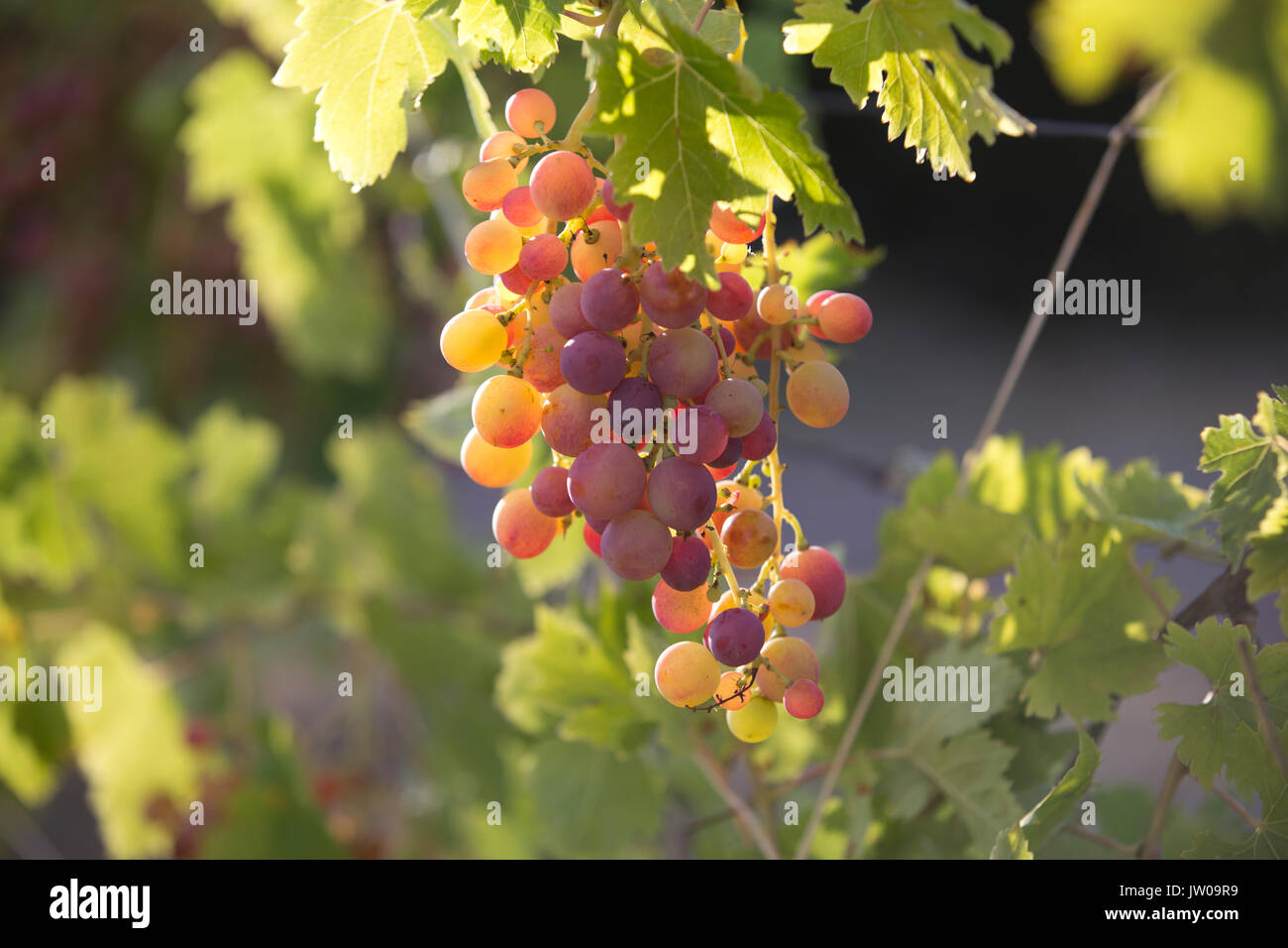 Maturazione uve su un vitigno in Provence-Alpes- Cote d Azur regione del sud est della Francia, Europa Foto Stock