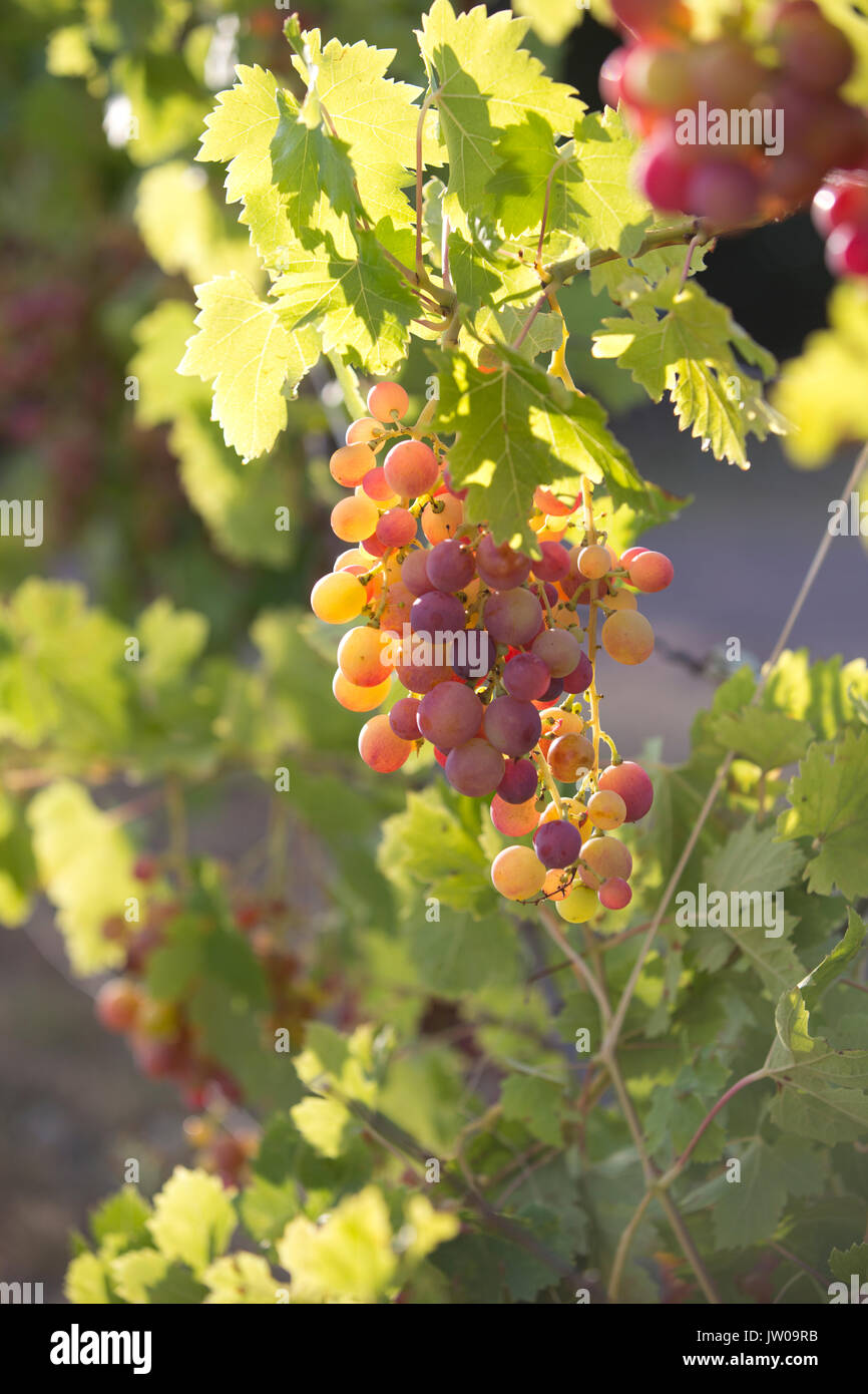 Maturazione uve su un vitigno in Provence-Alpes- Cote d Azur regione del sud est della Francia, Europa Foto Stock