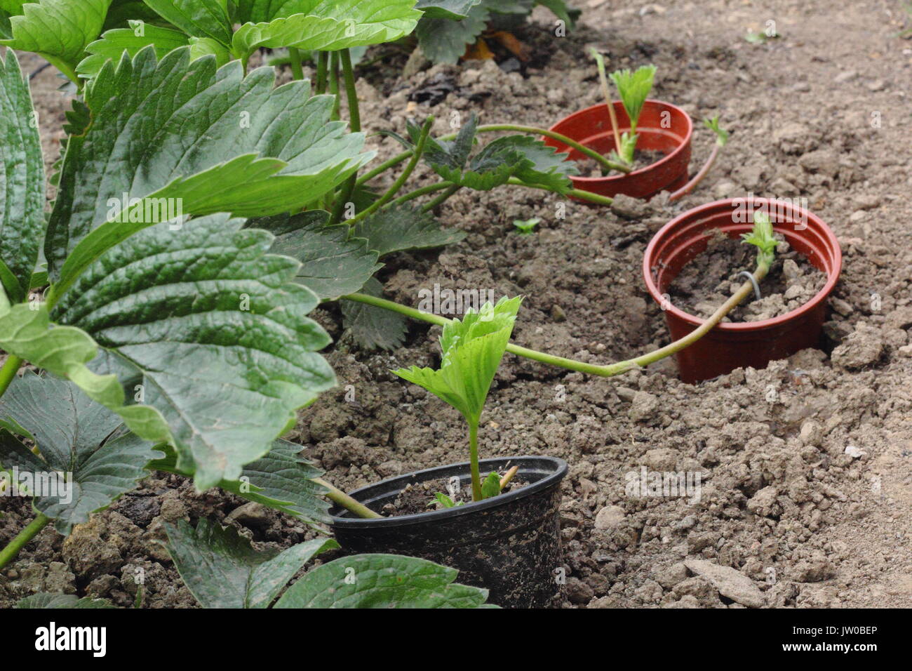 Propagazione di piante di fragole. I runners di una pianta di fragola sana e matura vengono fissati in vasi affondati nel terreno per propagare nuove piante, Regno Unito Foto Stock