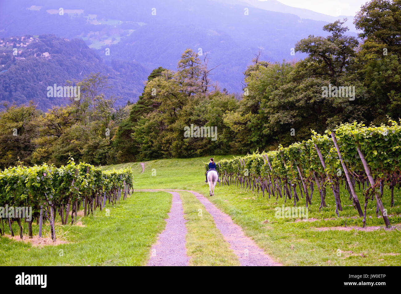 Vigneto con maturazione delle uve - in Svizzera la Valle del Reno (cantone dei Grigioni, Svizzera). Persona in sella ad un cavallo su una strada da Jenins di Maienfeld. Foto Stock