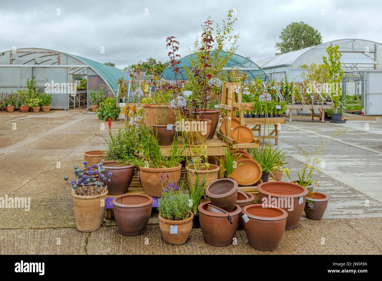 Visualizzazione delle piante in vasi di terracotta presso il vivaio della Beth Chatto Gardens, Elmstead Market, Essex, Inghilterra, Regno Unito. Foto Stock