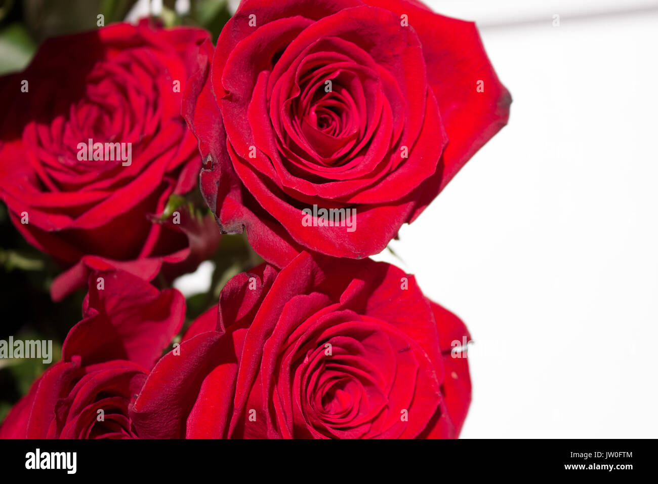 Le rose. Tre bellissime rose rosse. Fiori che sbocciano. Macro Foto stock -  Alamy