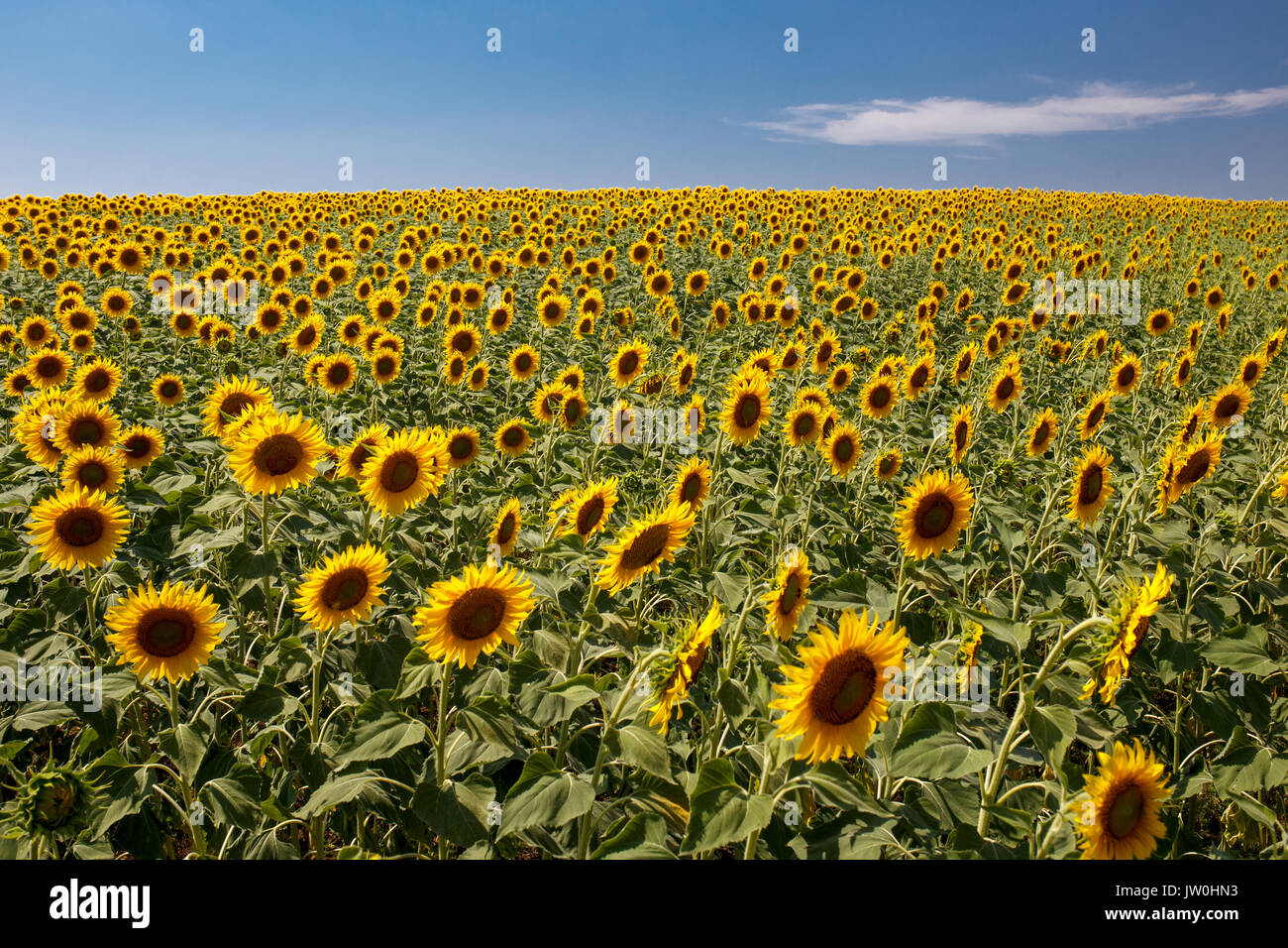 Girasoli vibrante impianto fattoria nella giornata del sole con cielo blu sullo sfondo Foto Stock