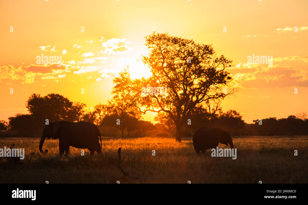 Moody tramonto africano con due elefanti (Loxodonta africana) di pascolare su una prateria plain Foto Stock