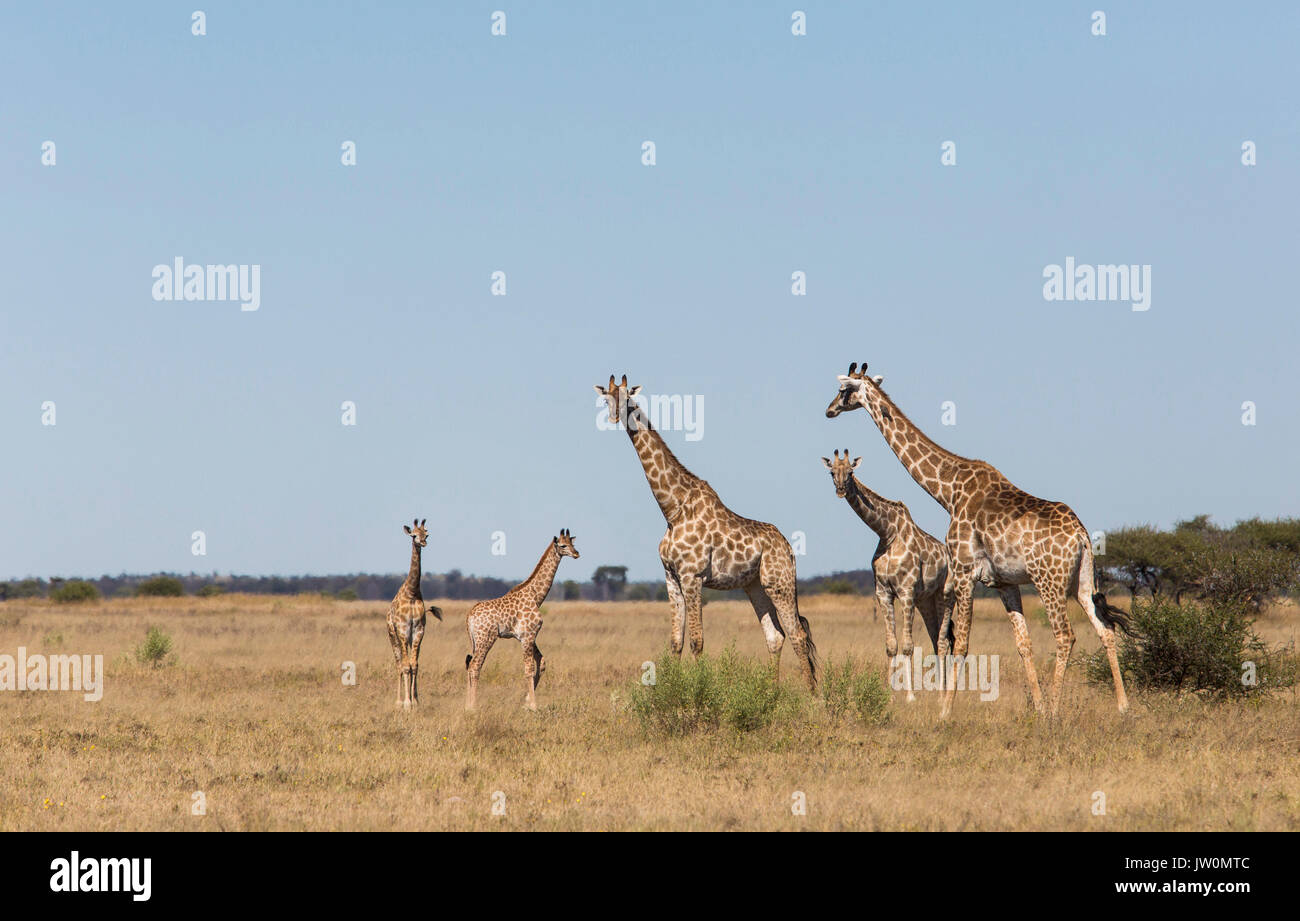 Una famiglia di giraffe (Giraffa camelopardelis) su un breve pianoro erboso a Nxai Pan Foto Stock