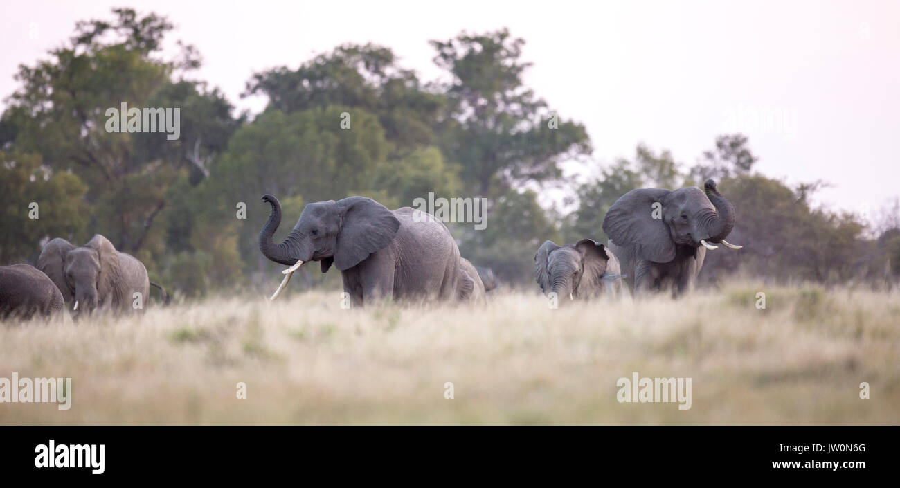 Elefante africano (Loxodonta africana) allevamento mettere in pausa su un crinale di odore cautamente l'aria Foto Stock