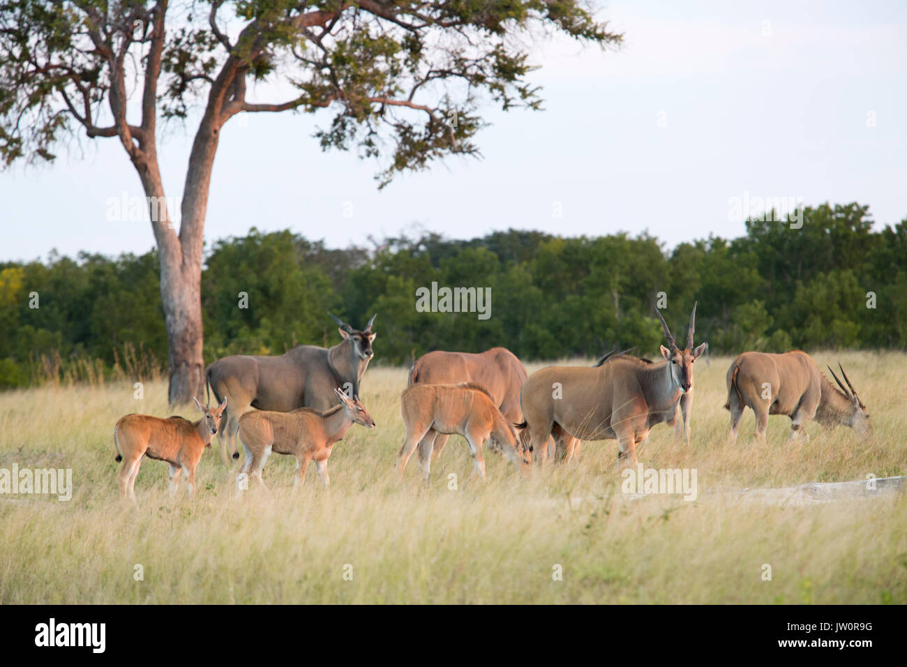 Allevamento di comune eland (Taurotragus oryx) alimentazione su una prateria aperta Foto Stock