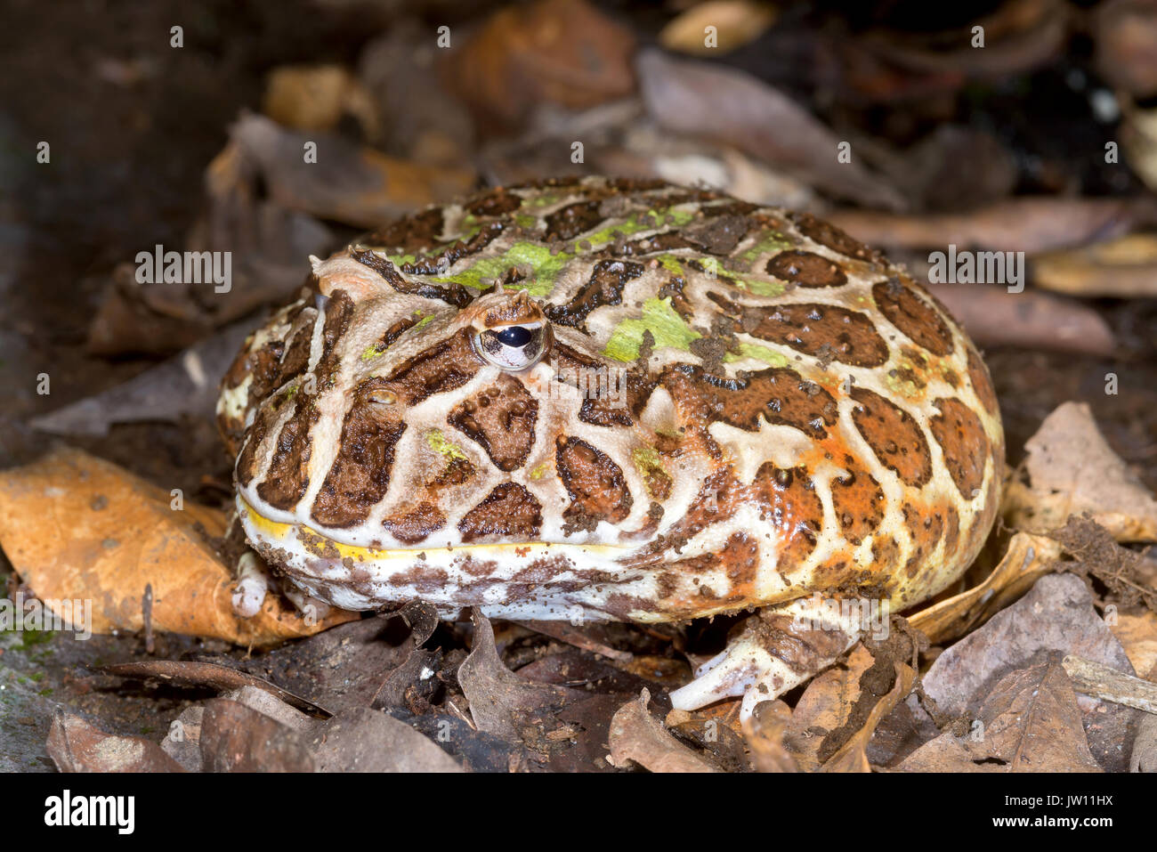 Argentina Rana cornuta, "Ceratophrys ornata"-Sud America Foto Stock