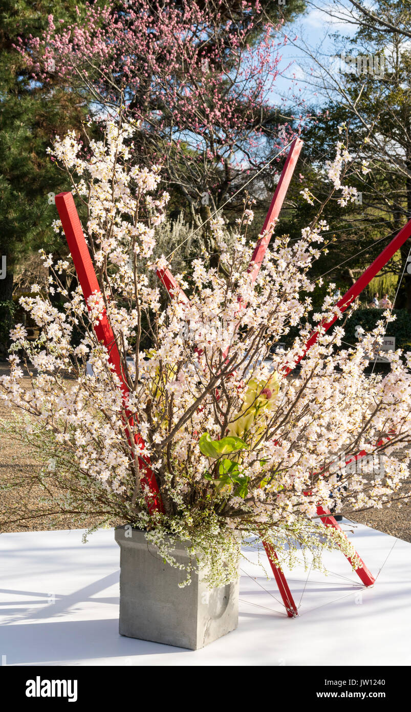 Ikebana display nel parco di Kyoto a Cherry Blossom time Foto Stock