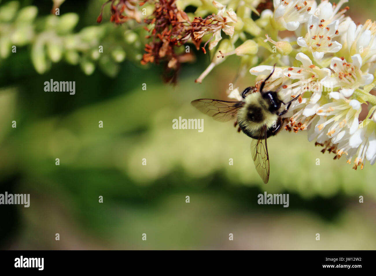 Un gruppo di lavoro Bumble Bee impollinatori un gruppo di piccoli fiori Foto Stock