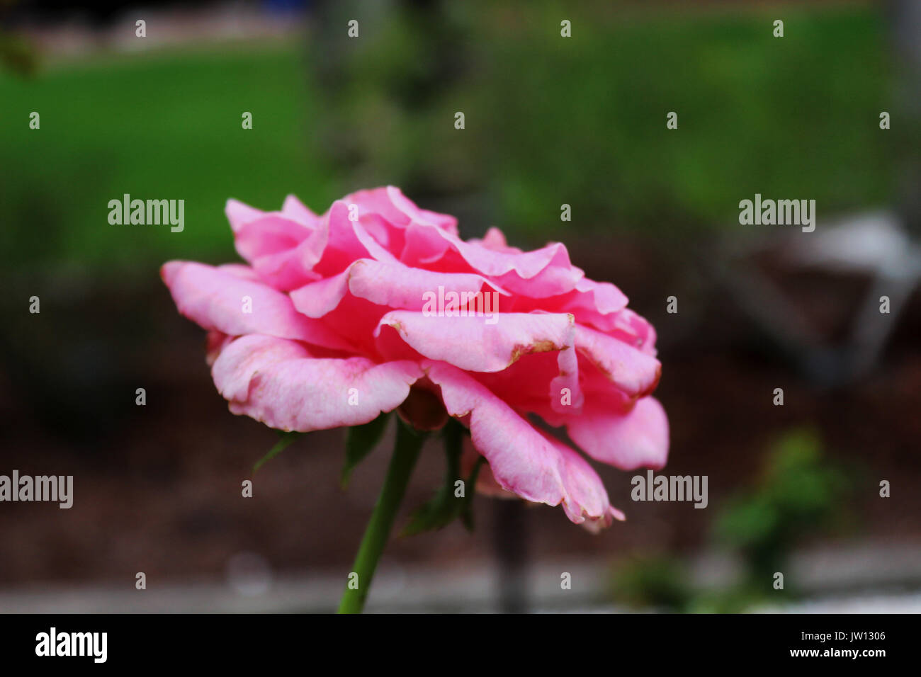 Vicino la vista laterale di un luminoso baby pink rose su uno stelo con un dolce sottofondo del giardino delle rose. Foto Stock