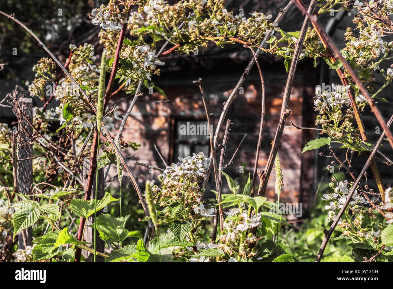 Piuttosto vecchia casa in blackberry blossom al giorno di sole Foto Stock