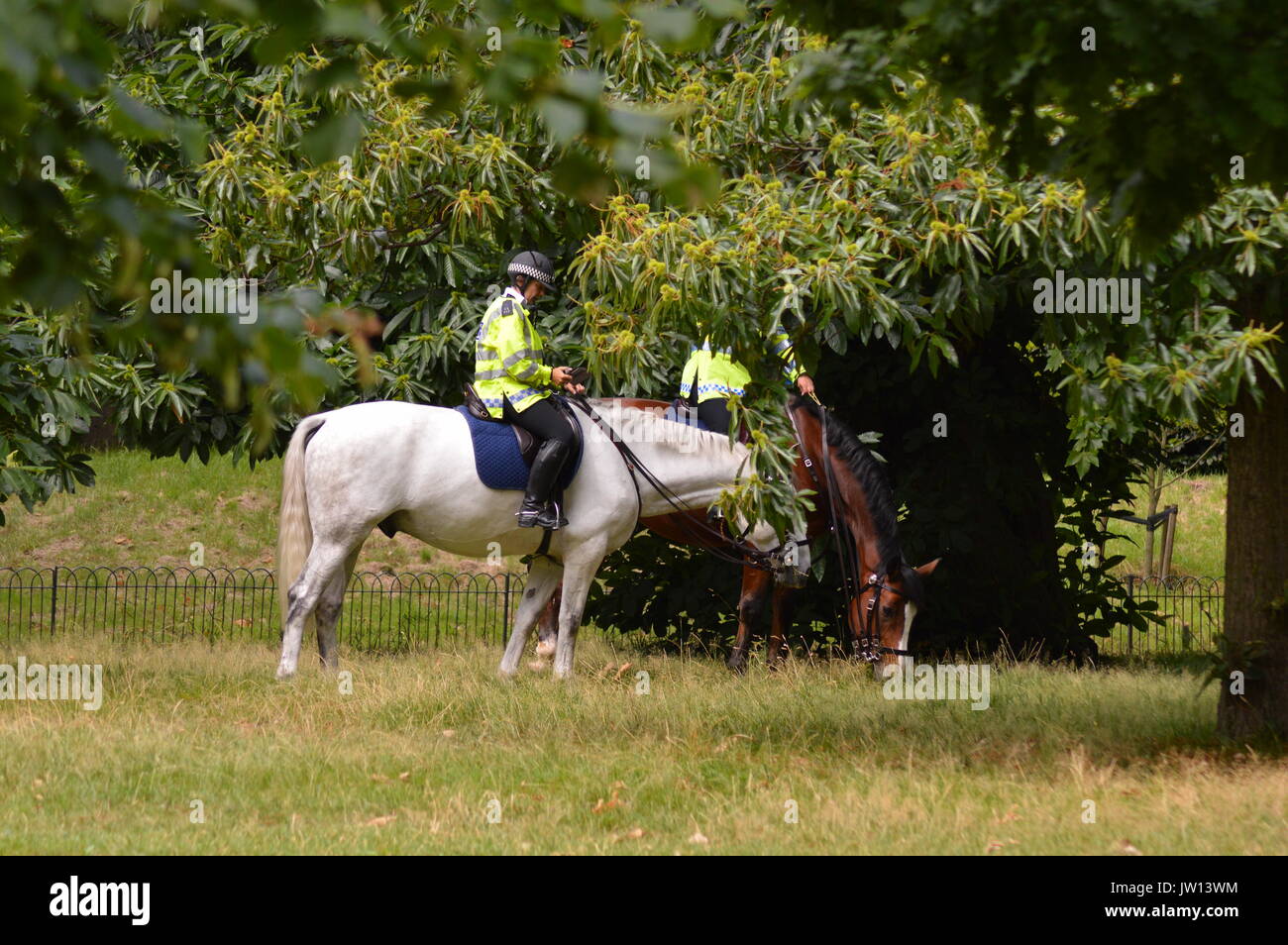 Coppia di cavalli della polizia di prendere una pausa in Hyde Park, Londra Foto Stock