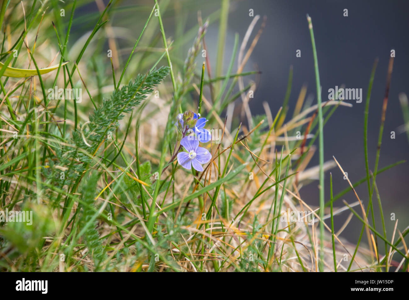 Veronica umbrosa Foto Stock