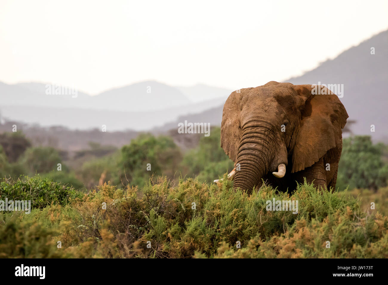 Maschio di elefante africano (Loxodonta africana) sulla savana Foto Stock