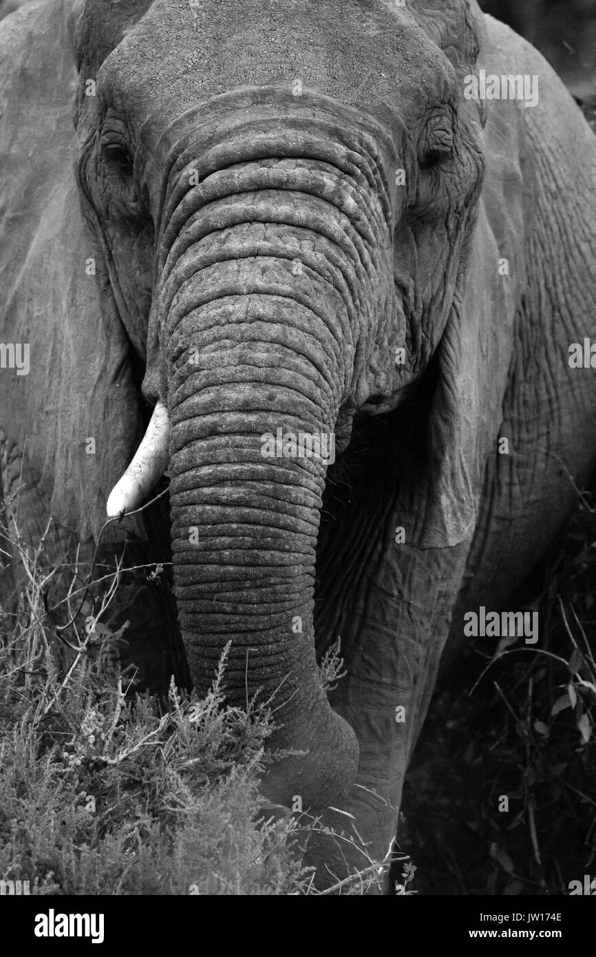 Ritratto di un singolo-tusked dell' elefante africano (Loxodonta africana). Zanne di elefante appartengono agli elefanti, non il commercio di avorio. Dire no all'avorio. Foto Stock