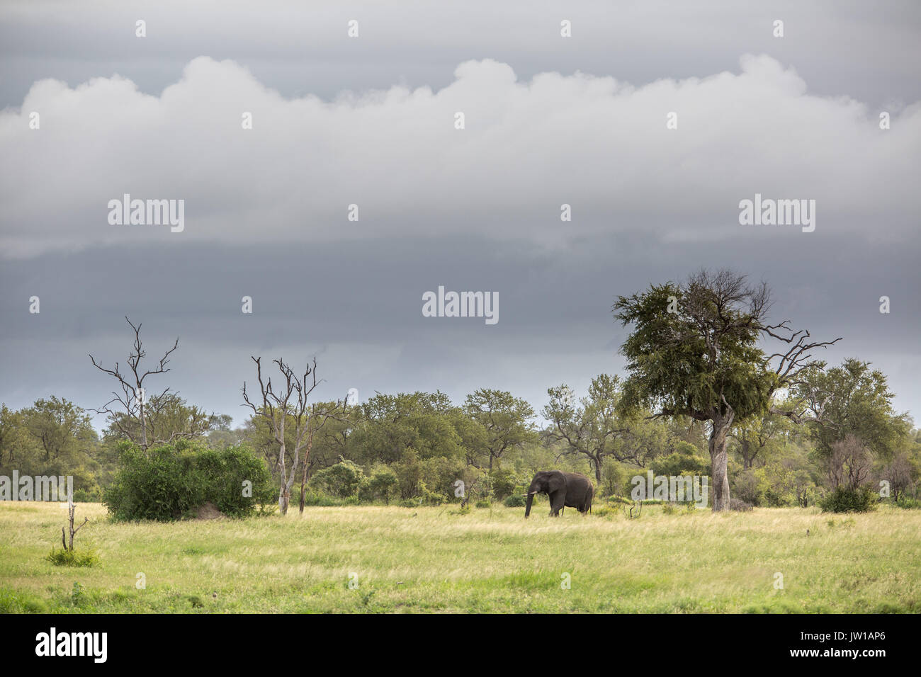 Un lone elefante africano (Loxodonta africana) bull alimentazione in lussureggianti prati con le nuvole di byte di overhead. Foto Stock