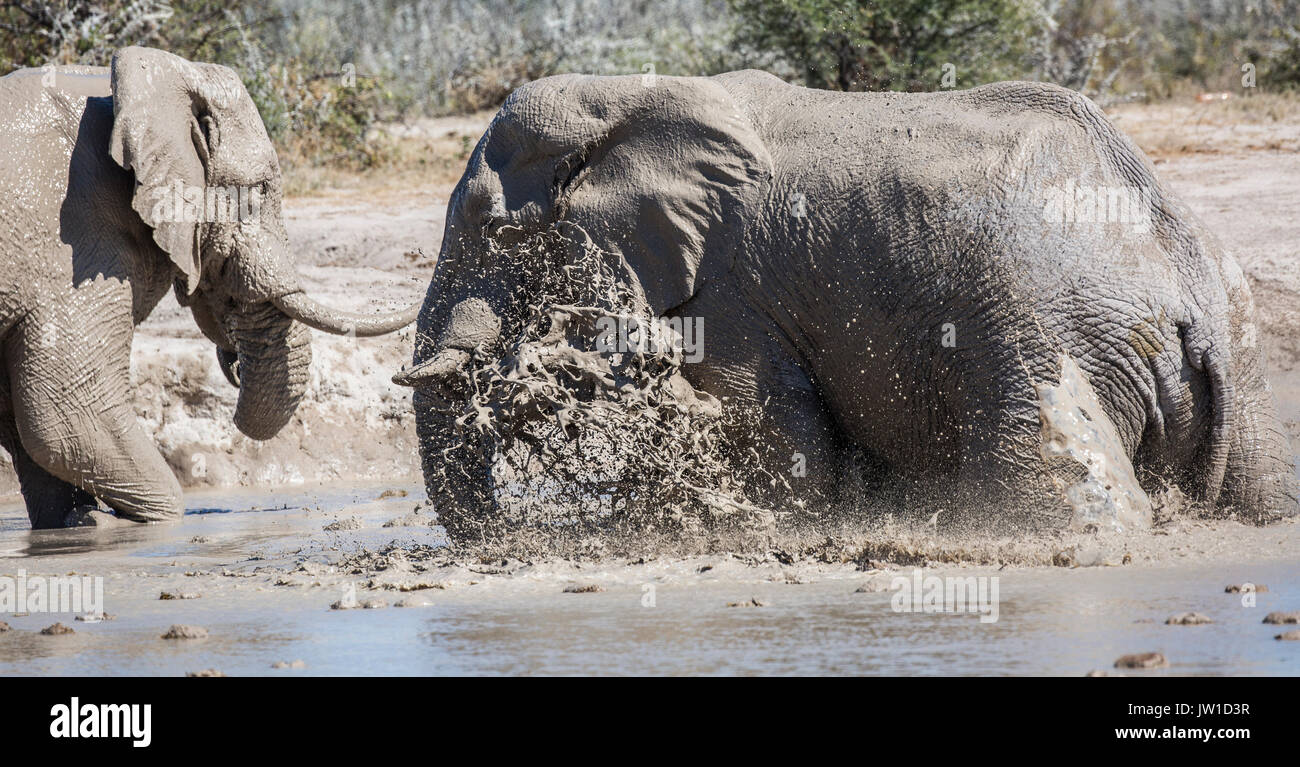 Coppia elefante africano (Loxodonta africana) bull calciare il fango in una schiuma di agitare l'acqua Foto Stock