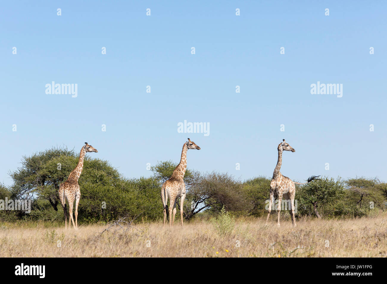 Tre le giraffe guardando al lato in acacia savana Foto Stock
