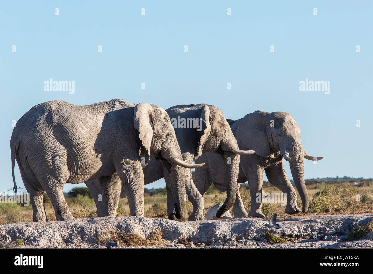 Tre Vecchi elefante africano (Loxodonta africana) tori in piedi accanto a un altro Foto Stock
