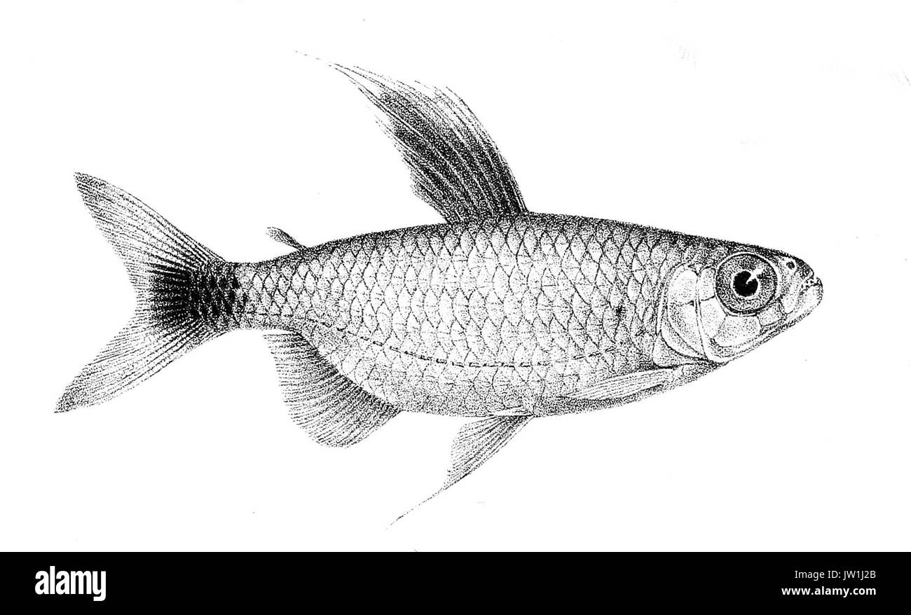 Intermedius Brycinus Foto Stock