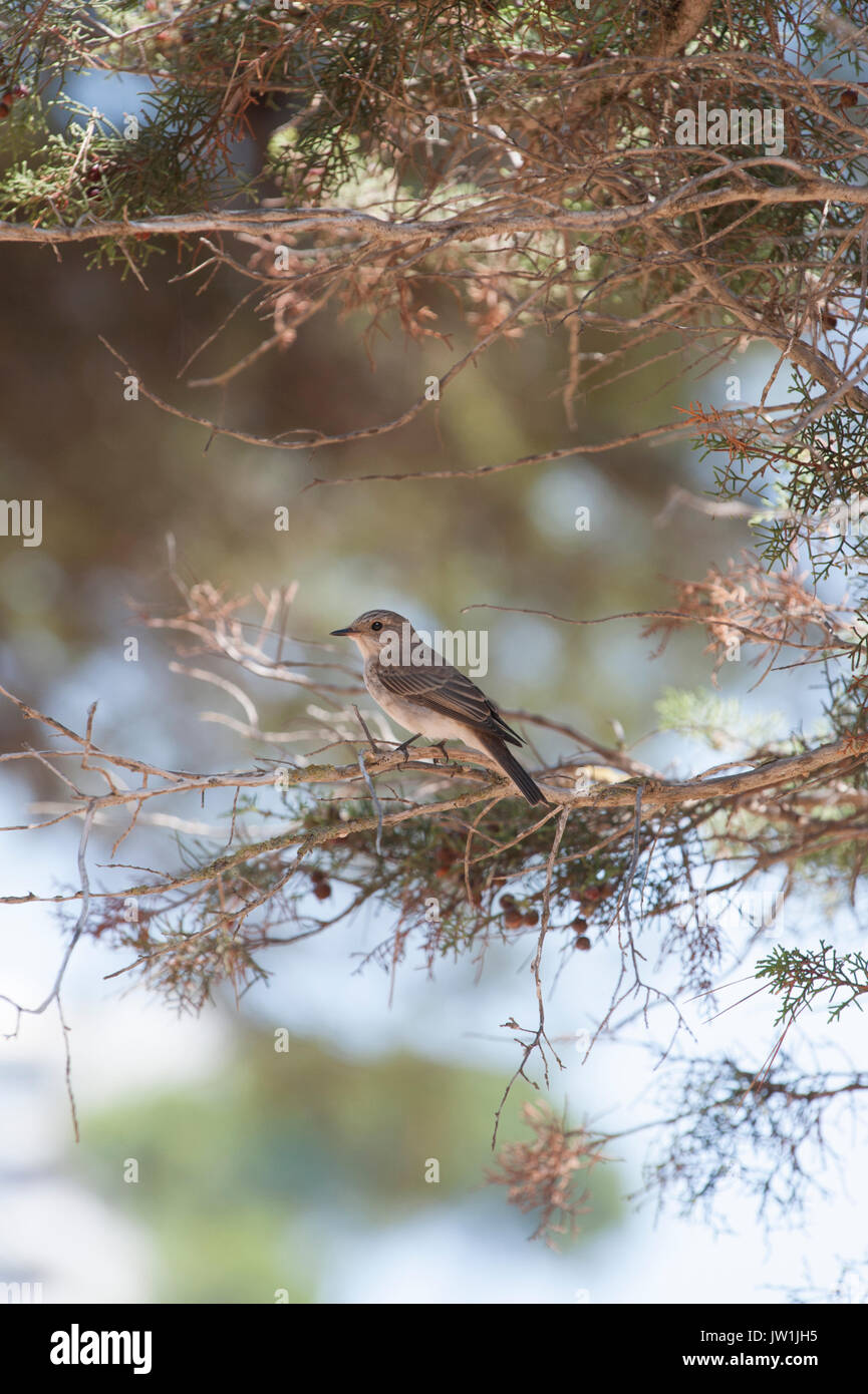 Spotted Flycatcher, (Muscicapa striata), Ibiza, Isole Baleari, Spagna, Mediterranea Foto Stock