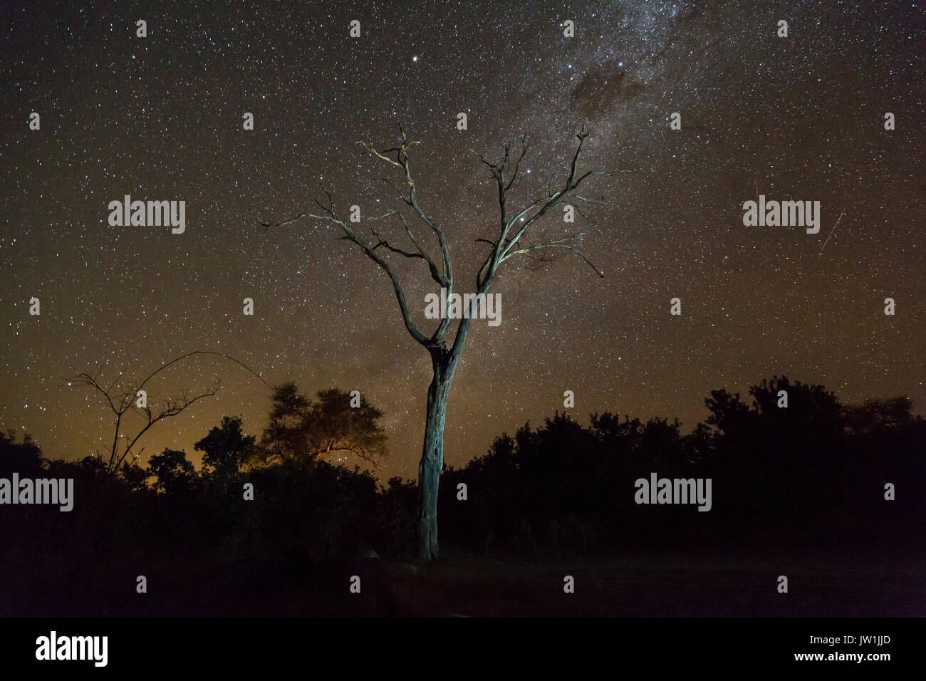 Albero morto stagliano contro un cielo stellato nel Bushveld africana Foto Stock